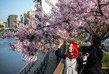 Photo of Сезон цветения сакуры: невероятная красота из разных уголков мира