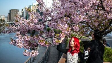 Photo of Сезон цветения сакуры: невероятная красота из разных уголков мира